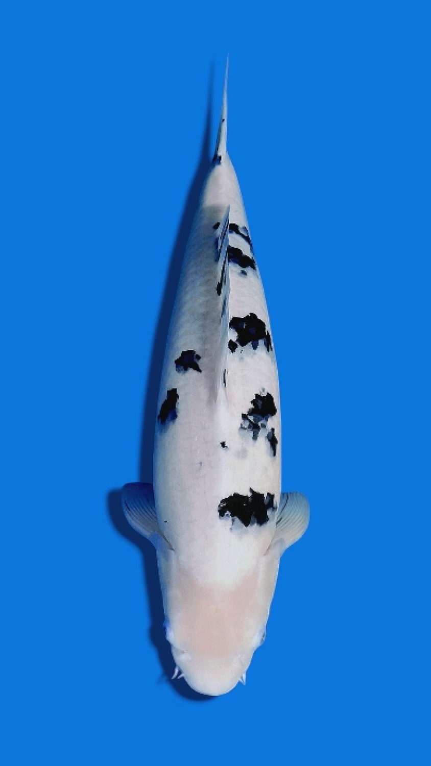 Juara 1