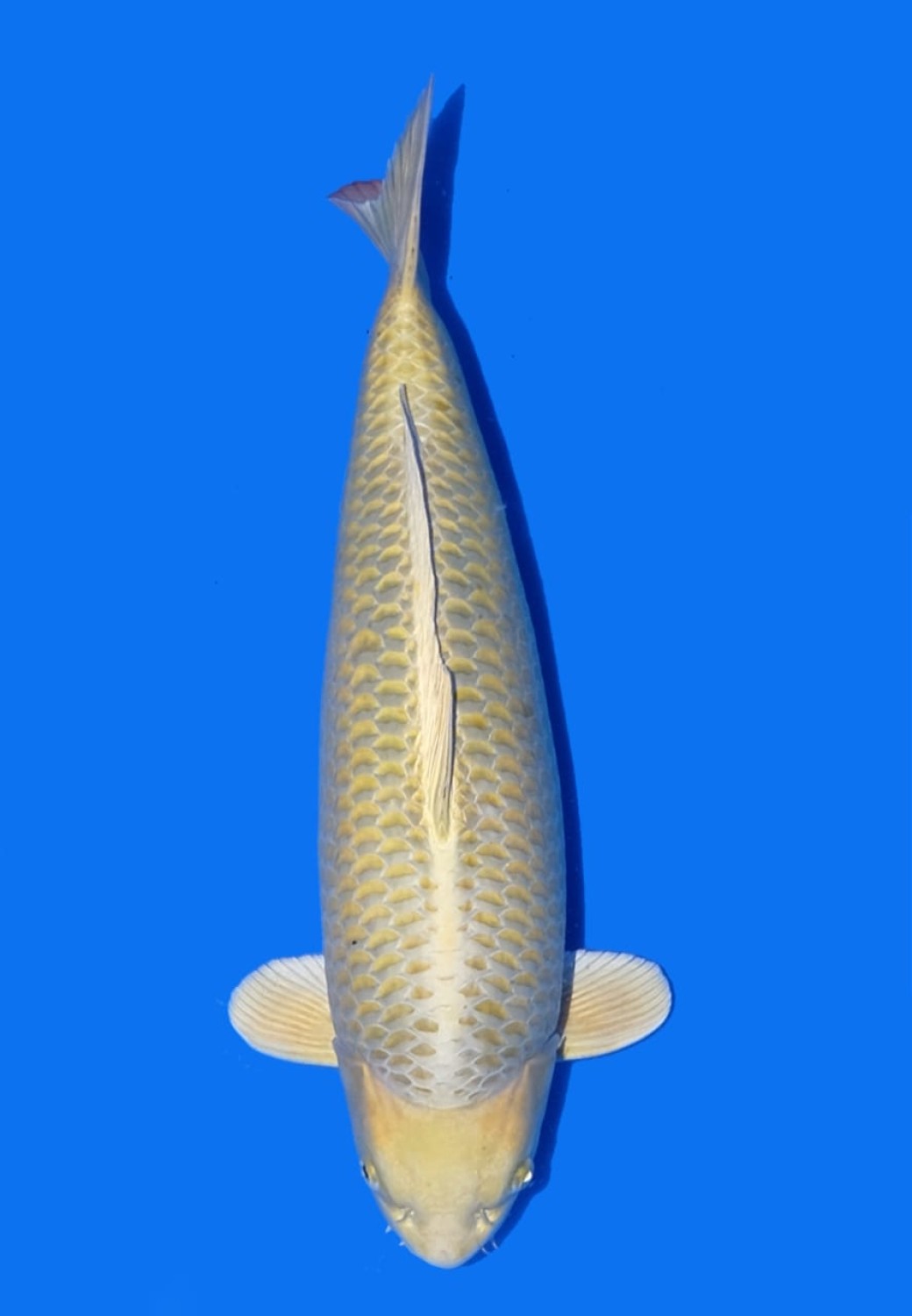 Juara 2