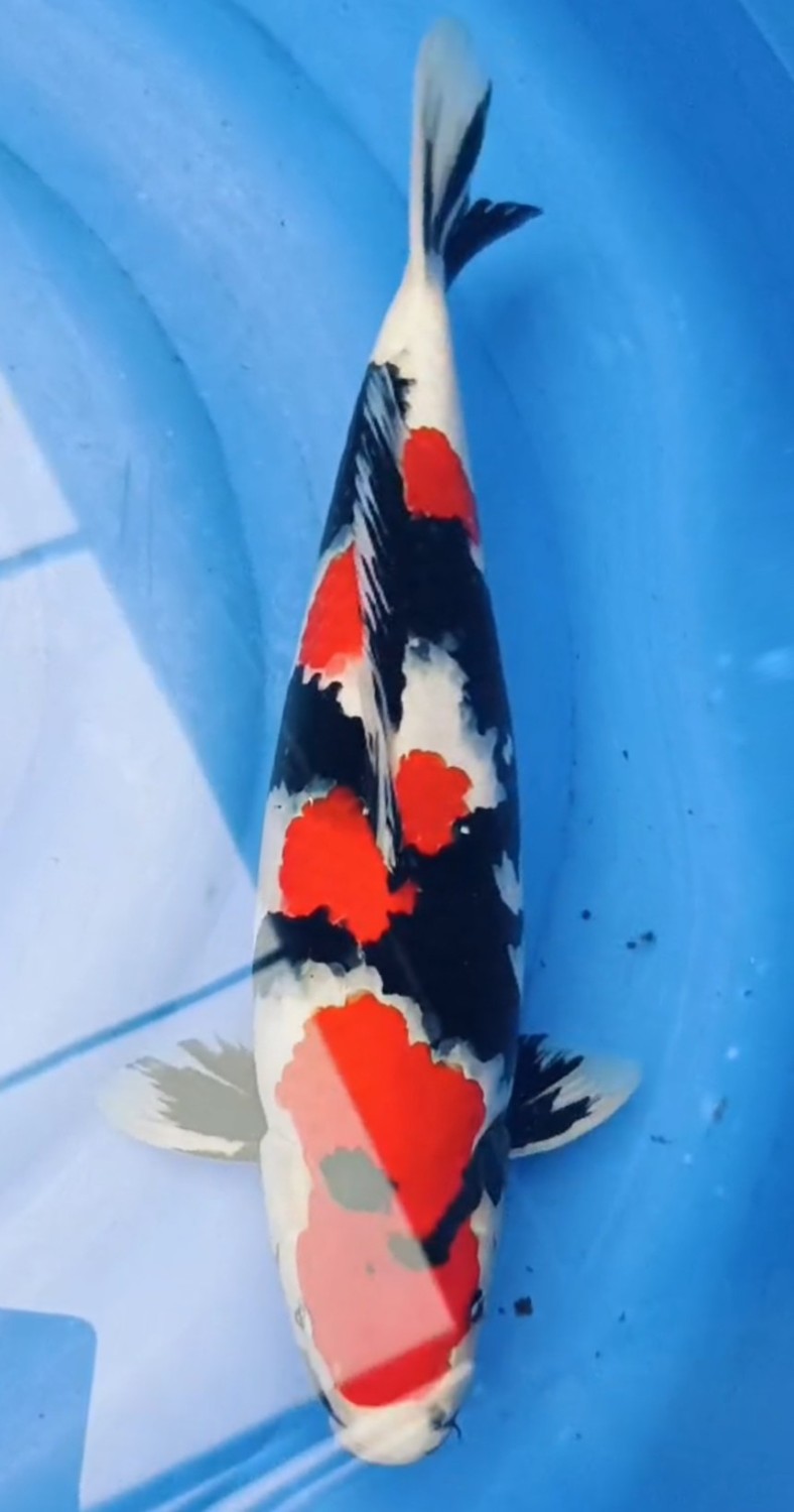 Junior Grand Champion A