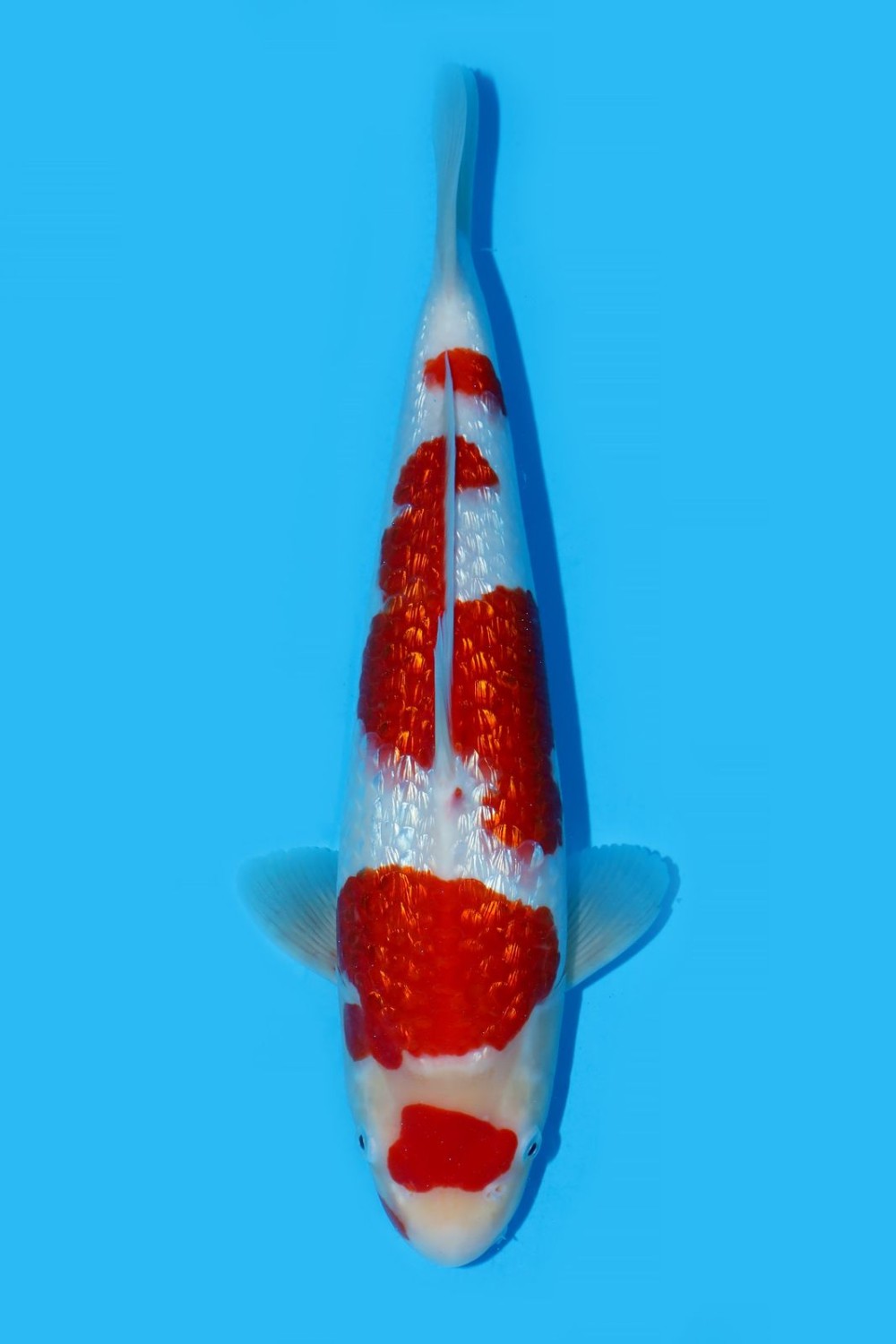 Juara 1