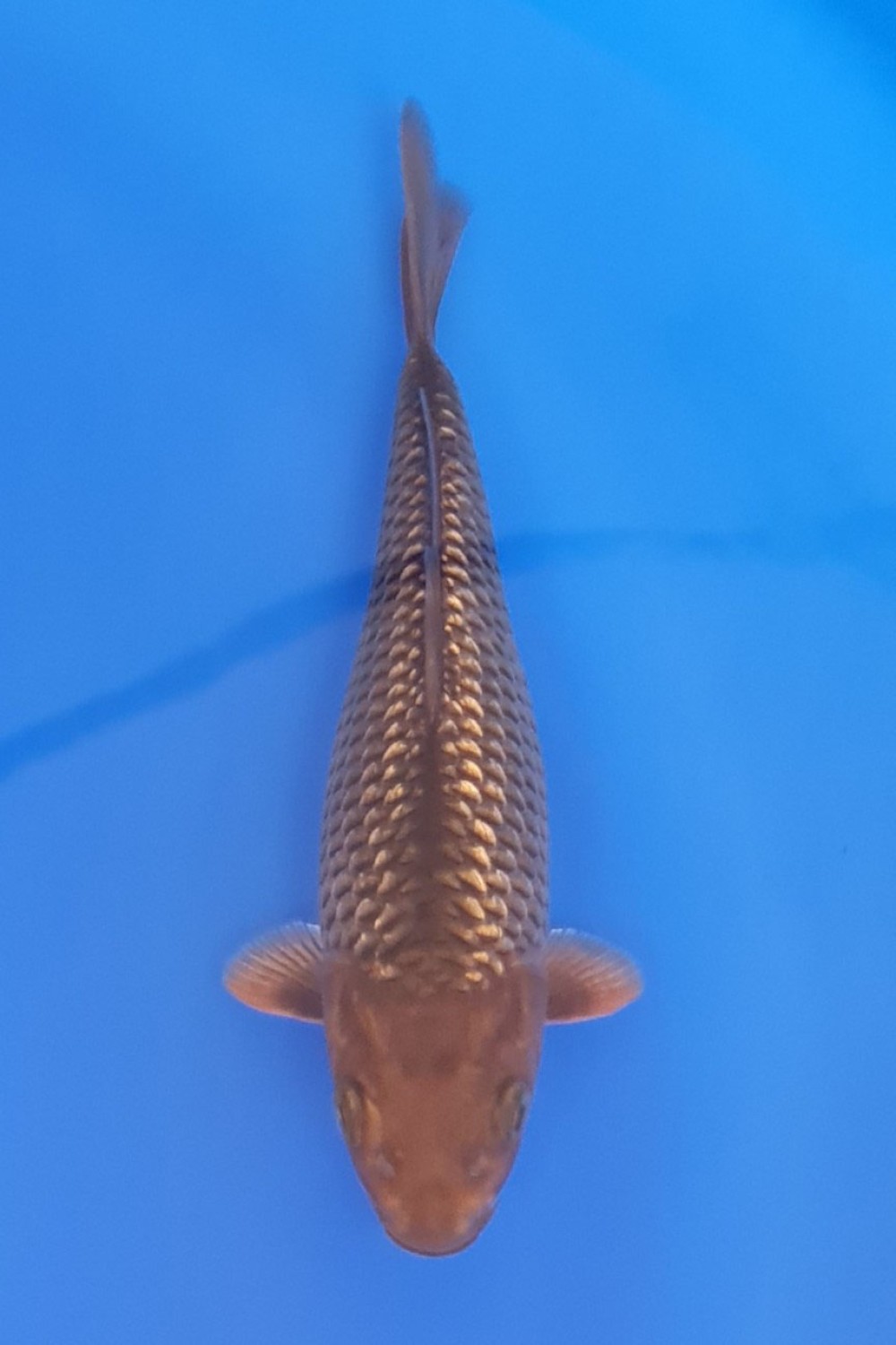Juara 4