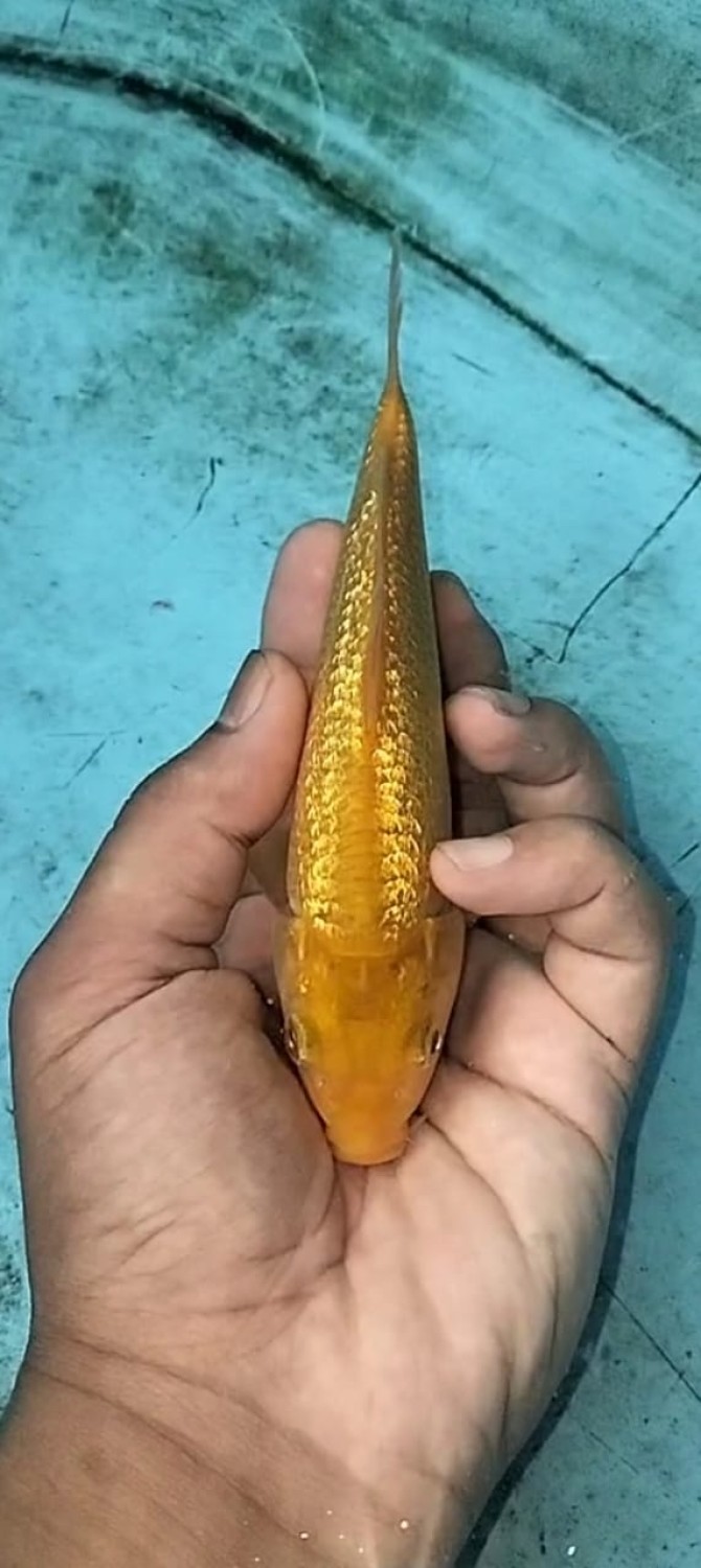 Juara 5