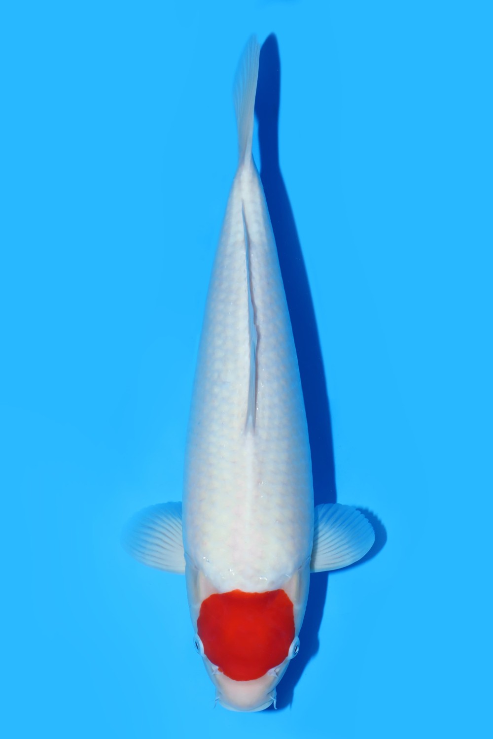 Juara 1
