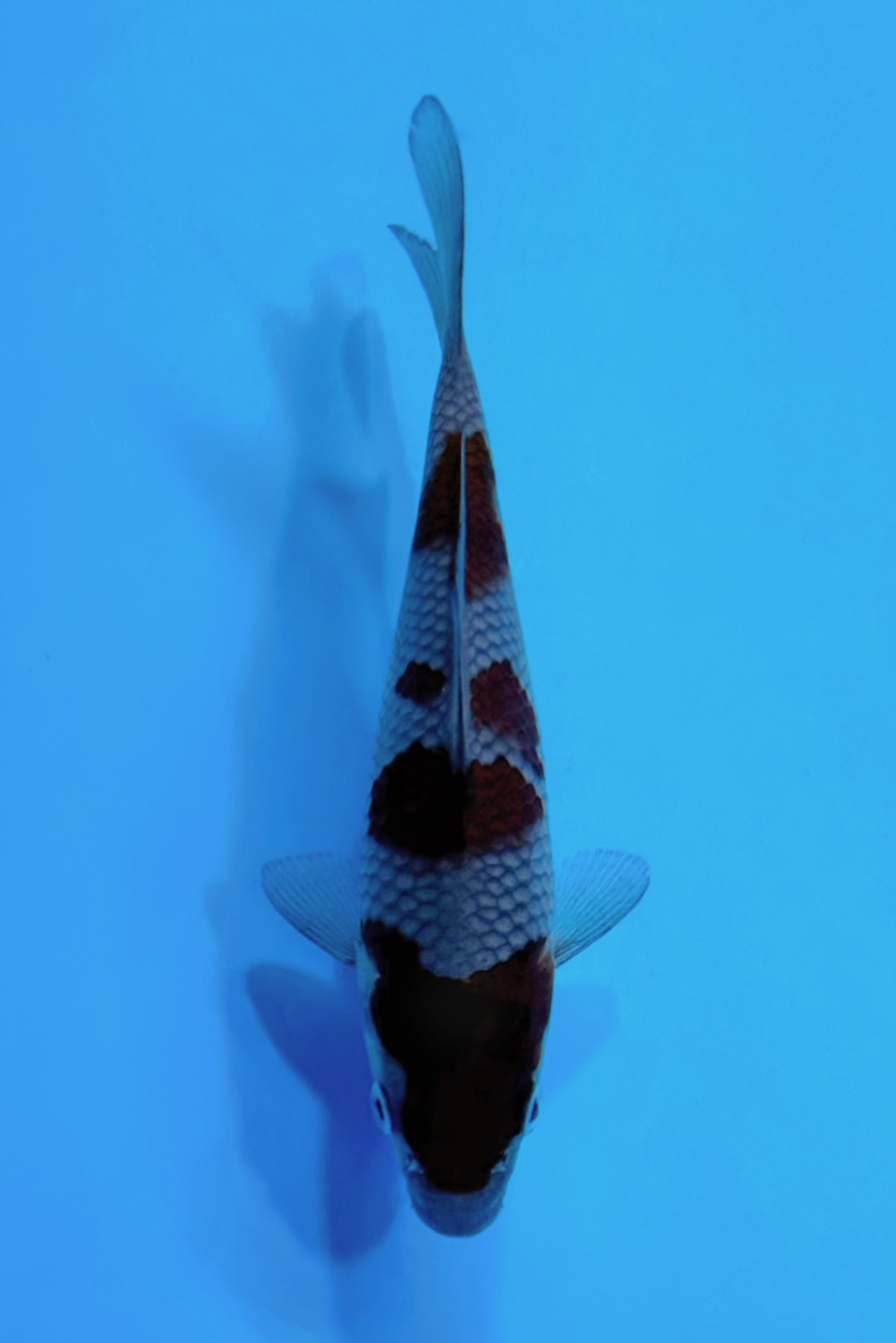 Best In Size B 13 - 15 cm