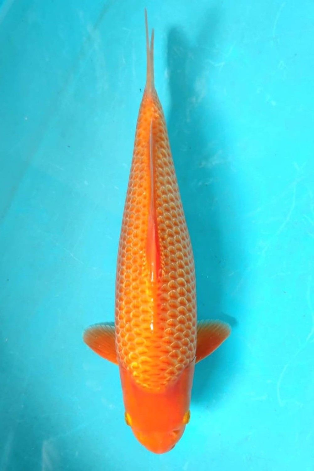 Juara 3
