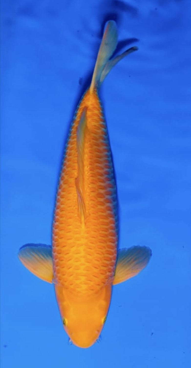 Juara 2