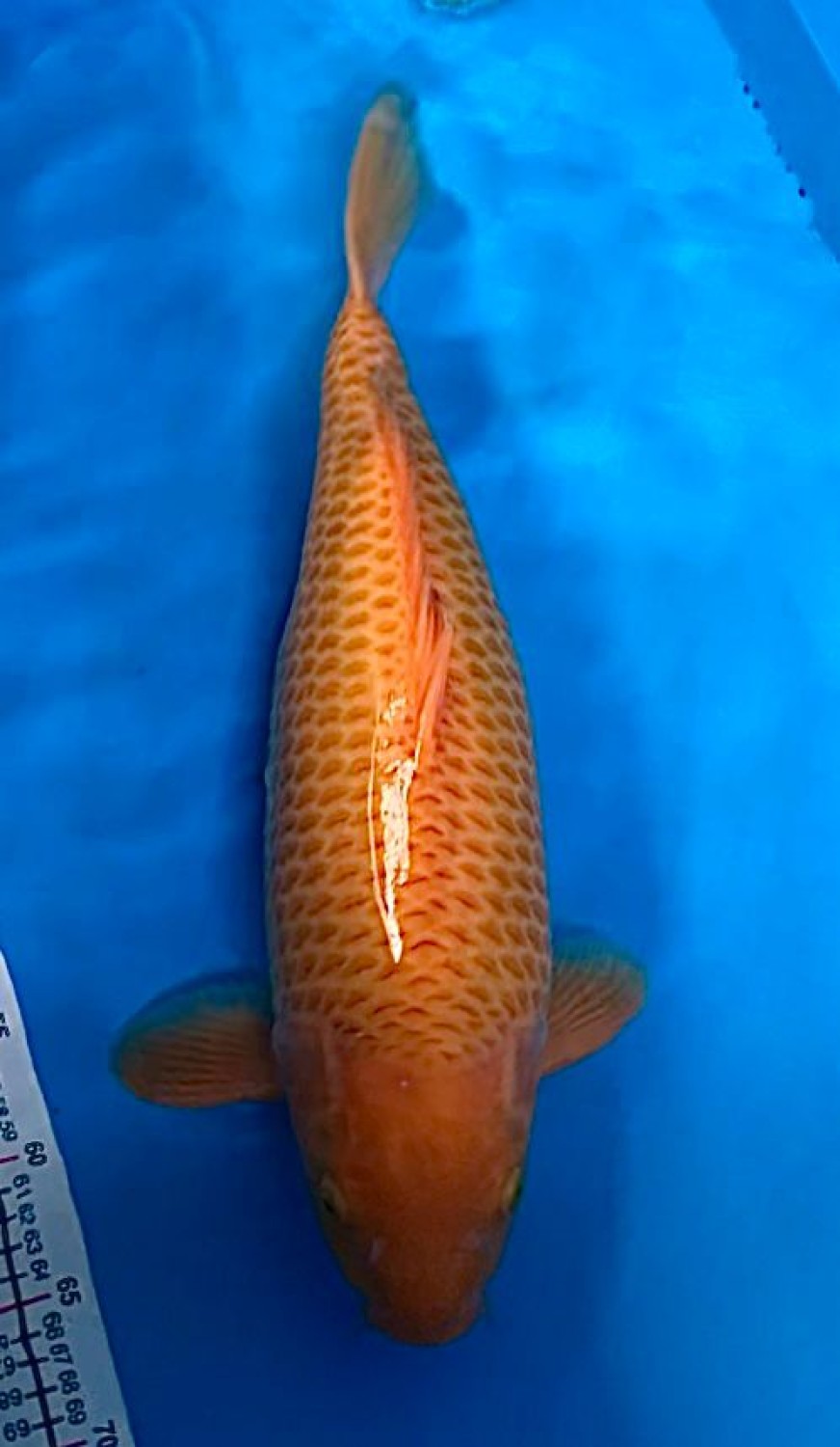 Juara 1