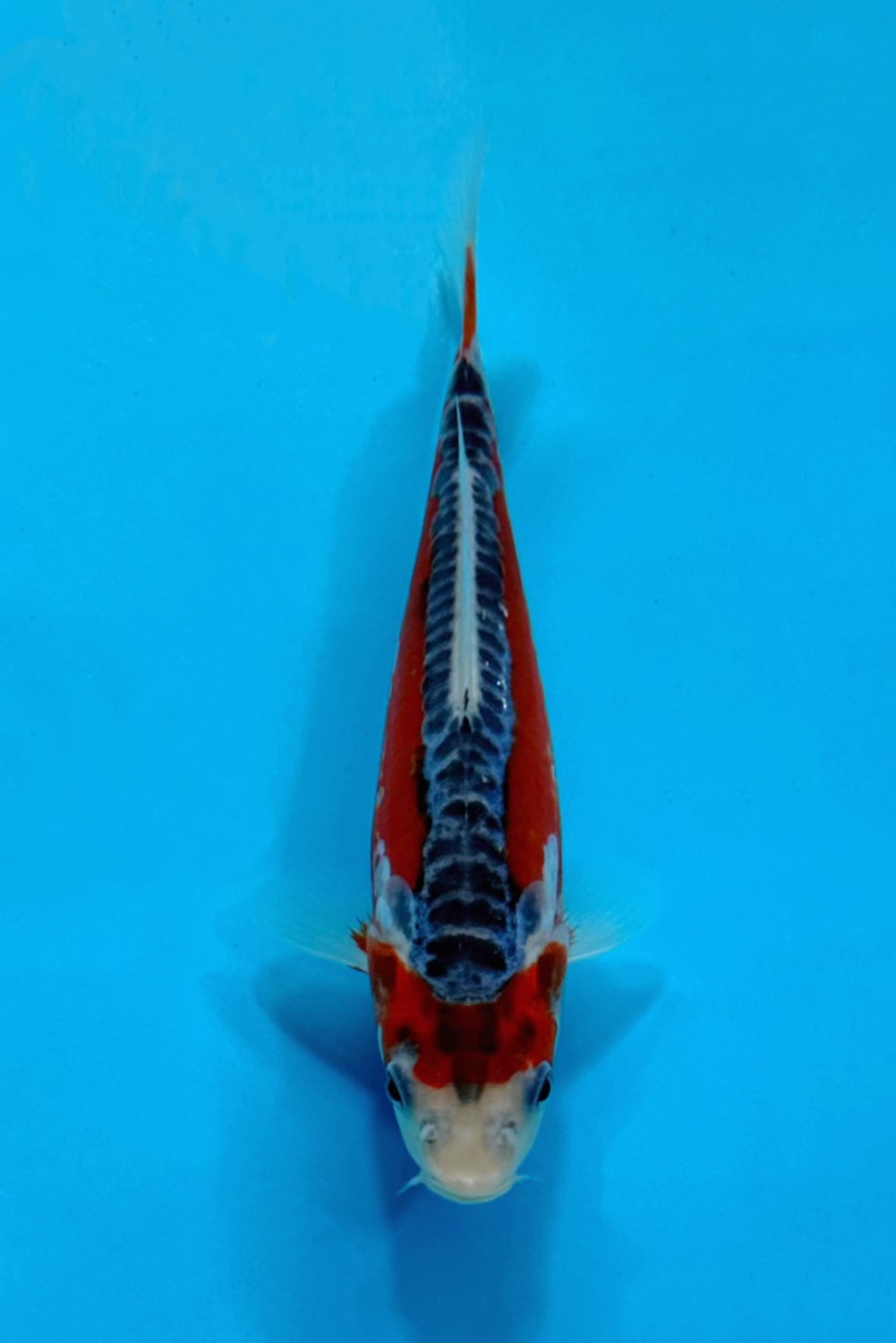 Juara 5