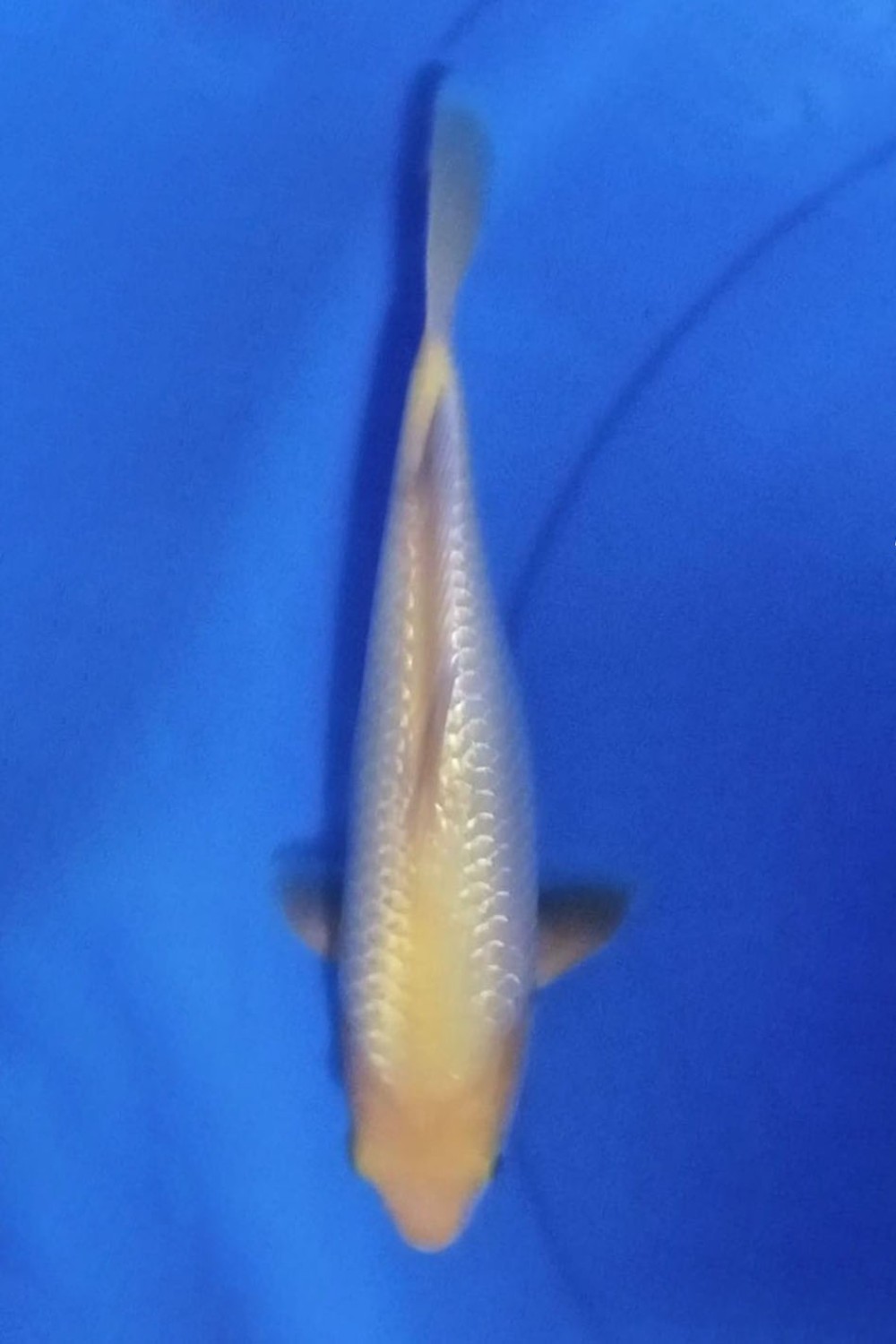 Best In Size E 21 - 25 cm