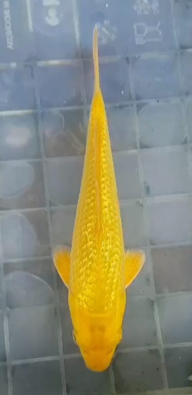 Juara 3