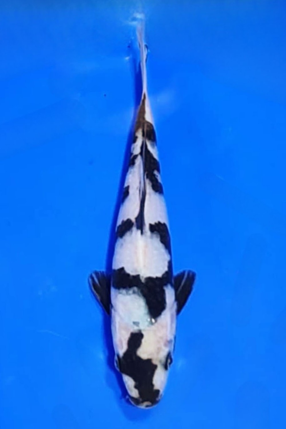 Juara 5