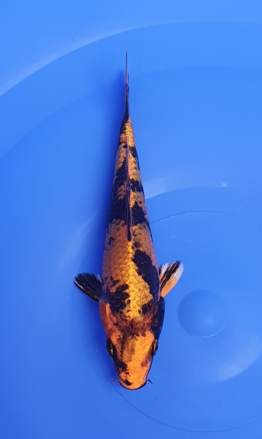 Juara 2