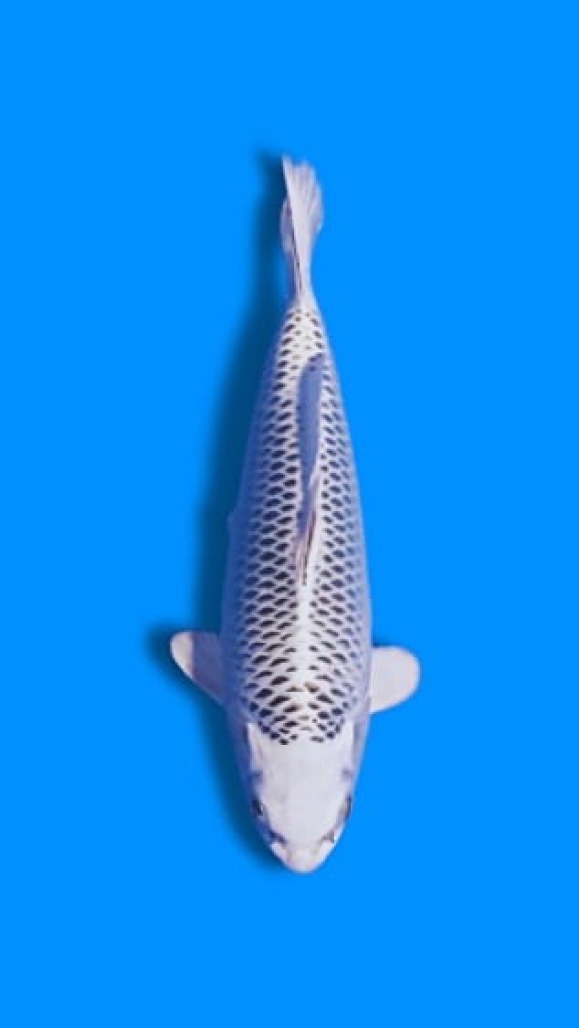 Best In Size E 26 - 30 cm