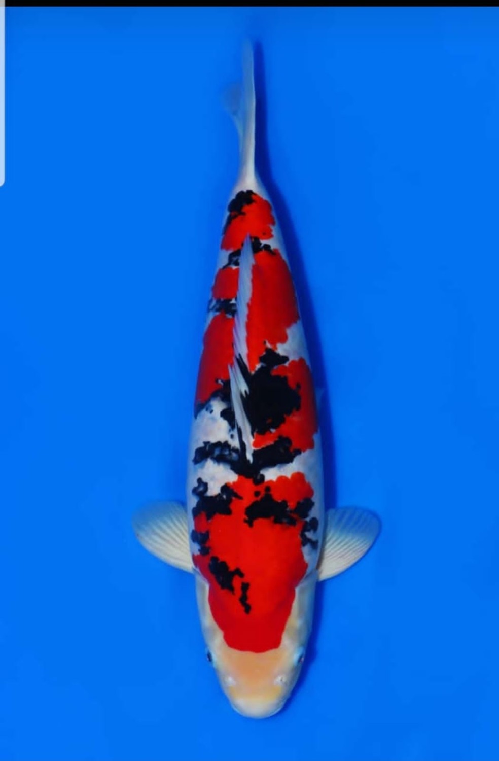 Juara 1