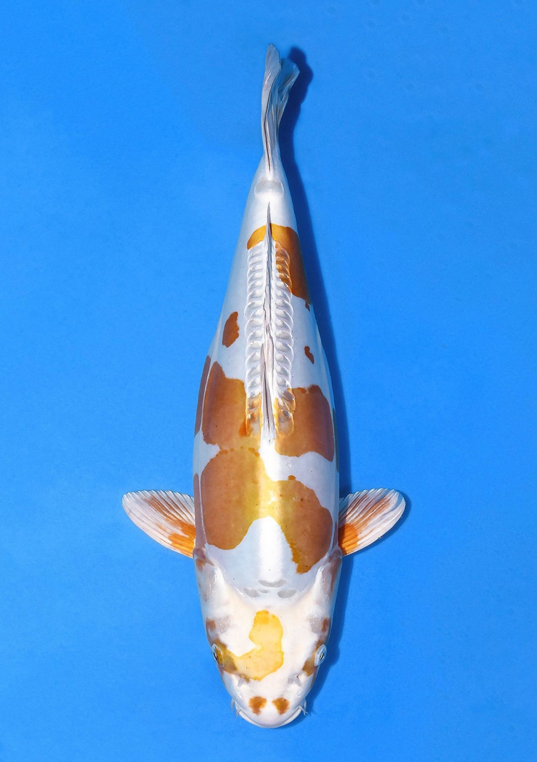 Juara 2