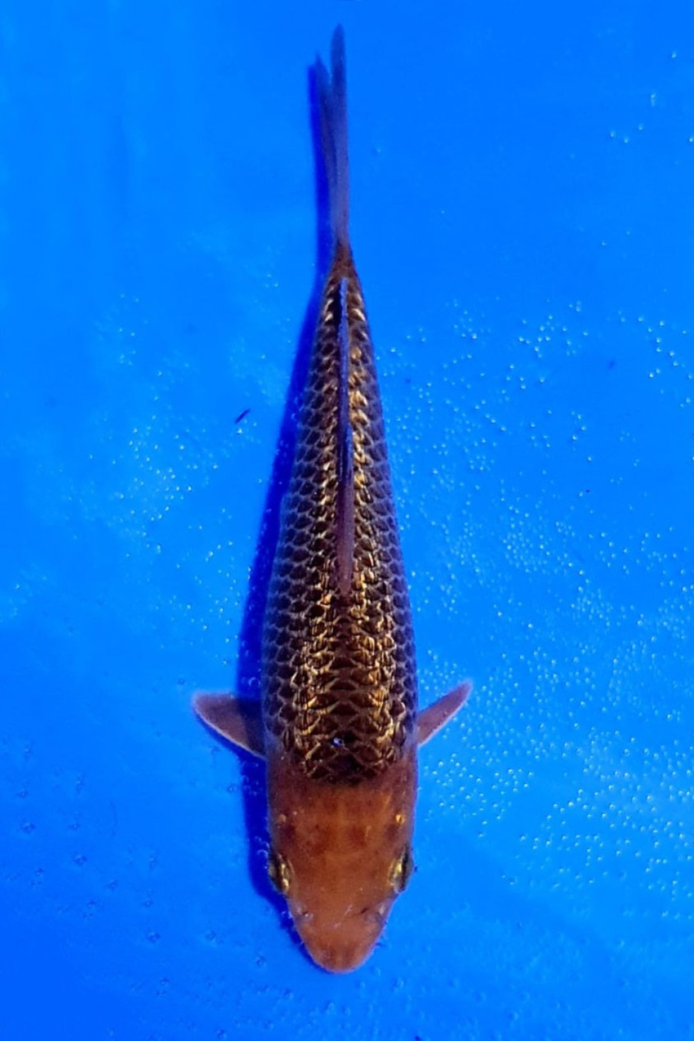 Juara 3