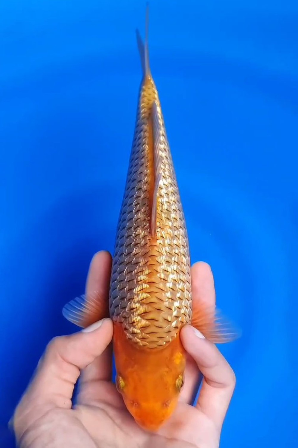 Juara 2