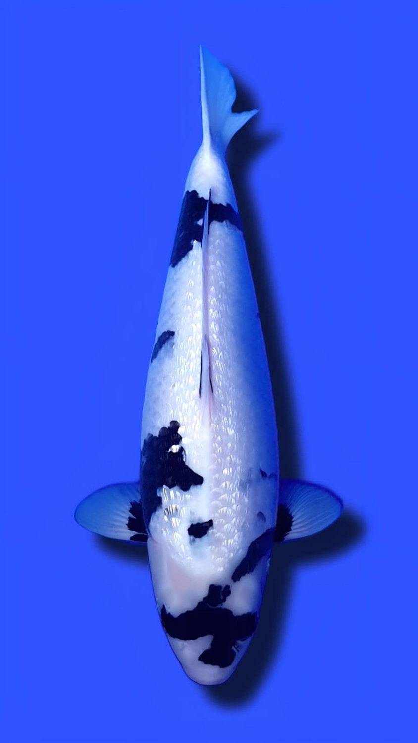 Best In Size C 51 - 55 cm