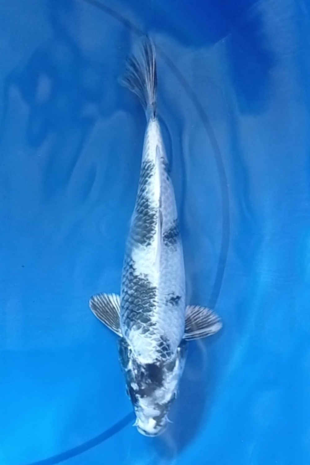 Juara 1