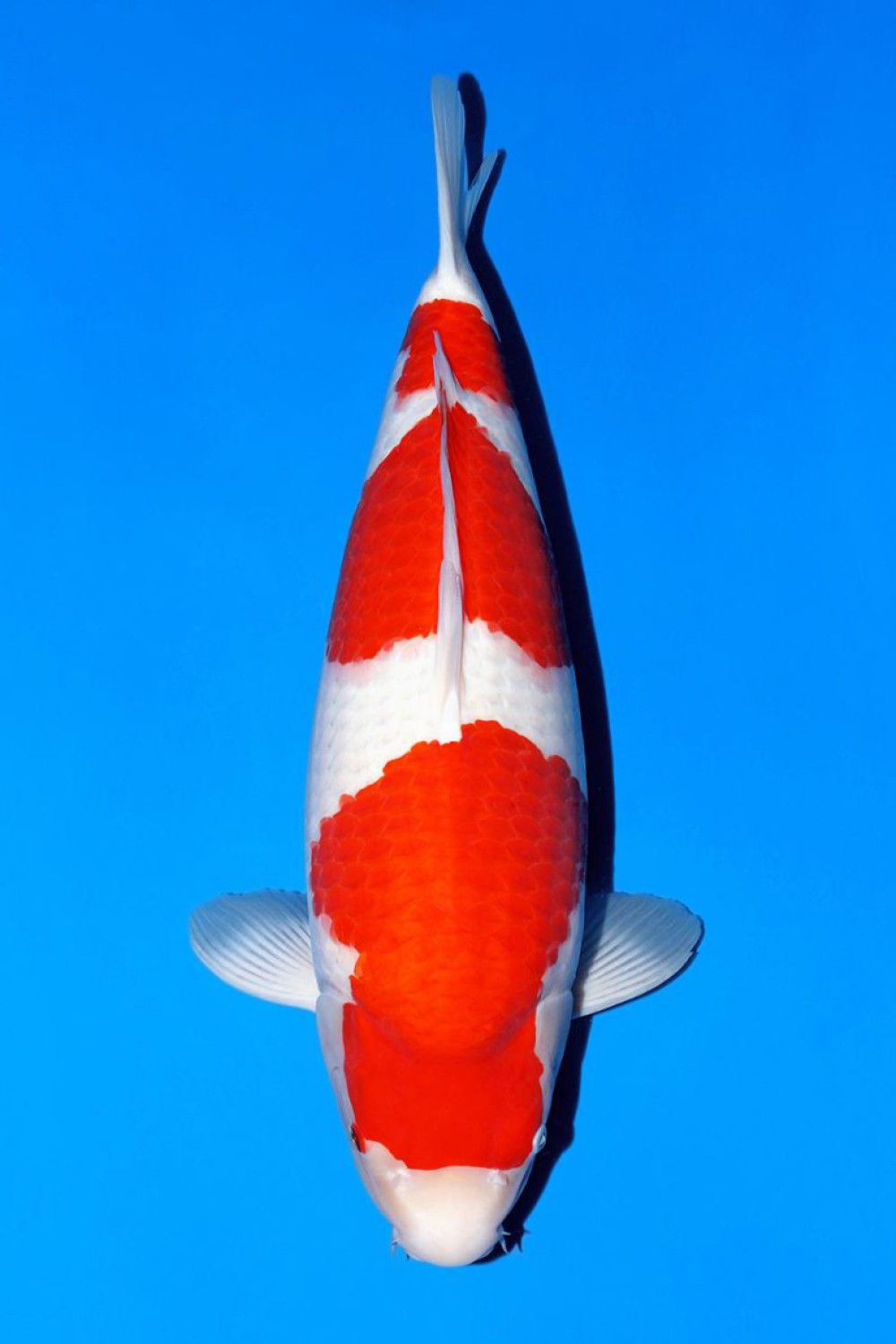 Juara 1