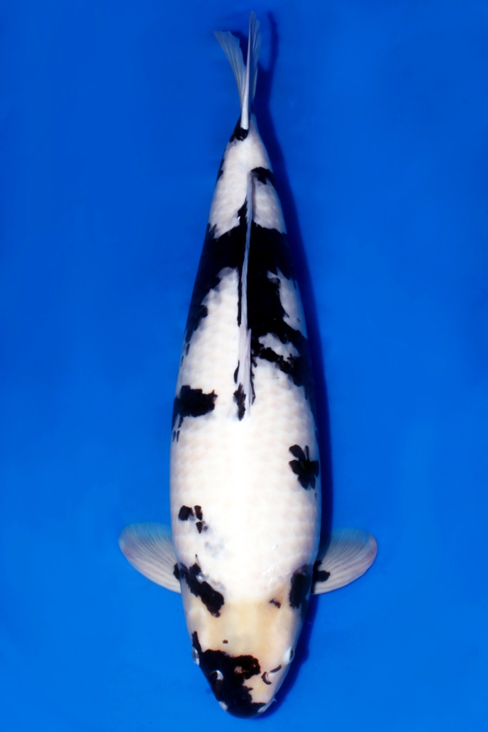 Best In Size B 76 - 80 cm