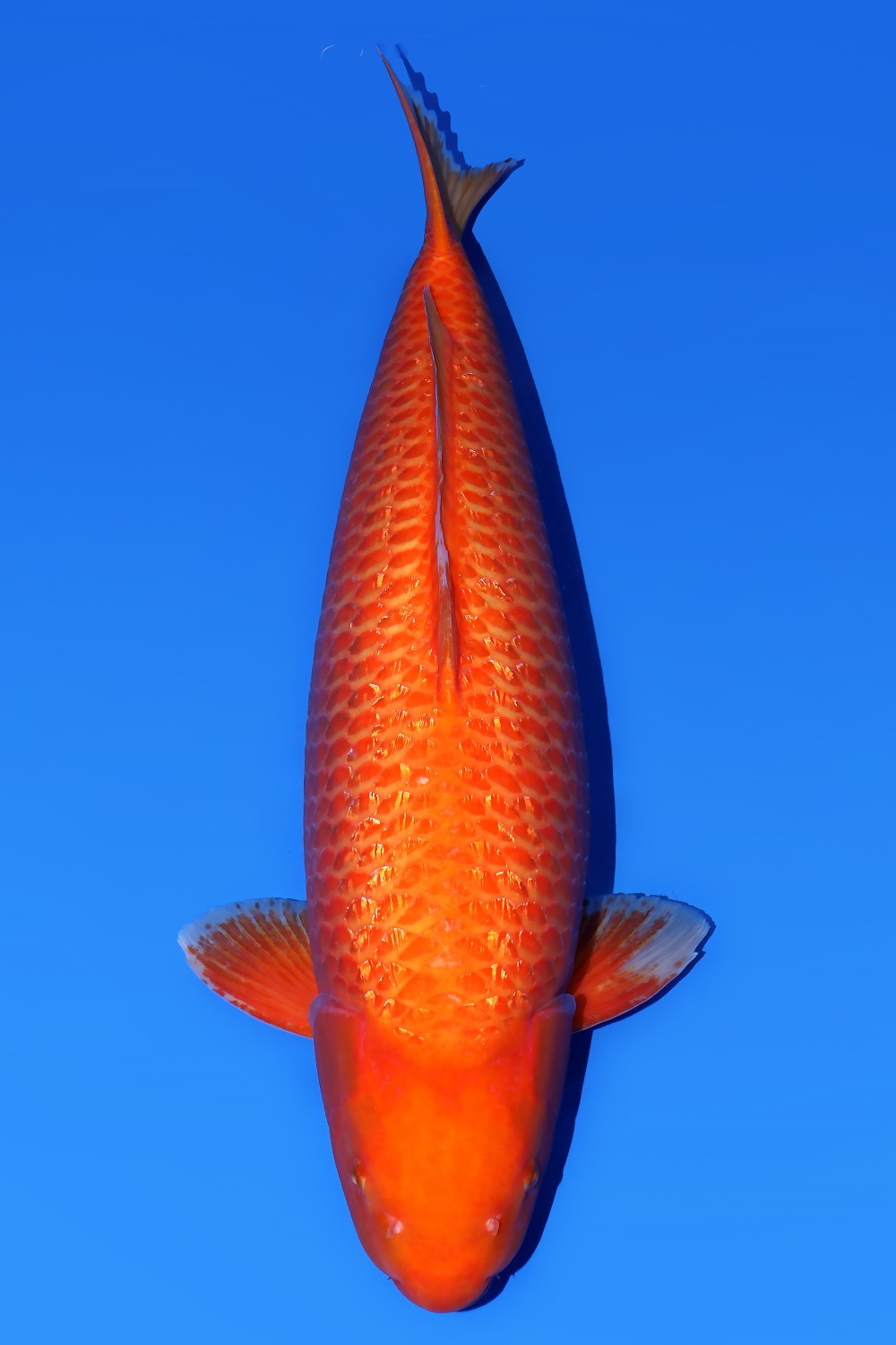 Juara 2