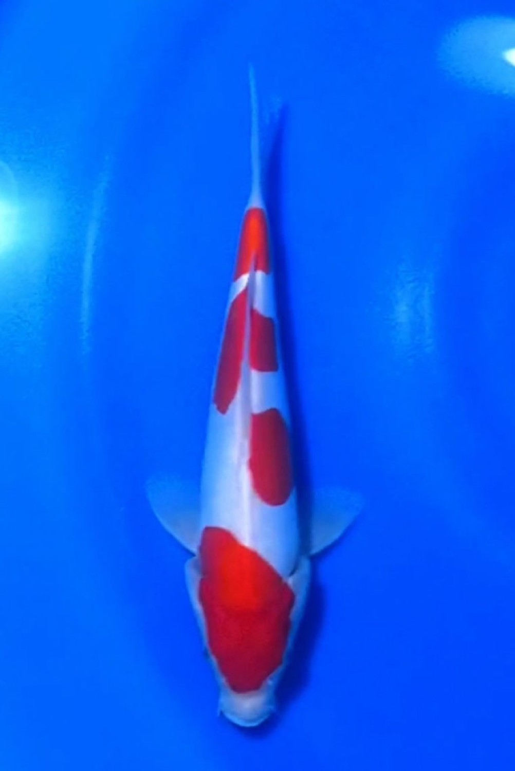 Juara 1