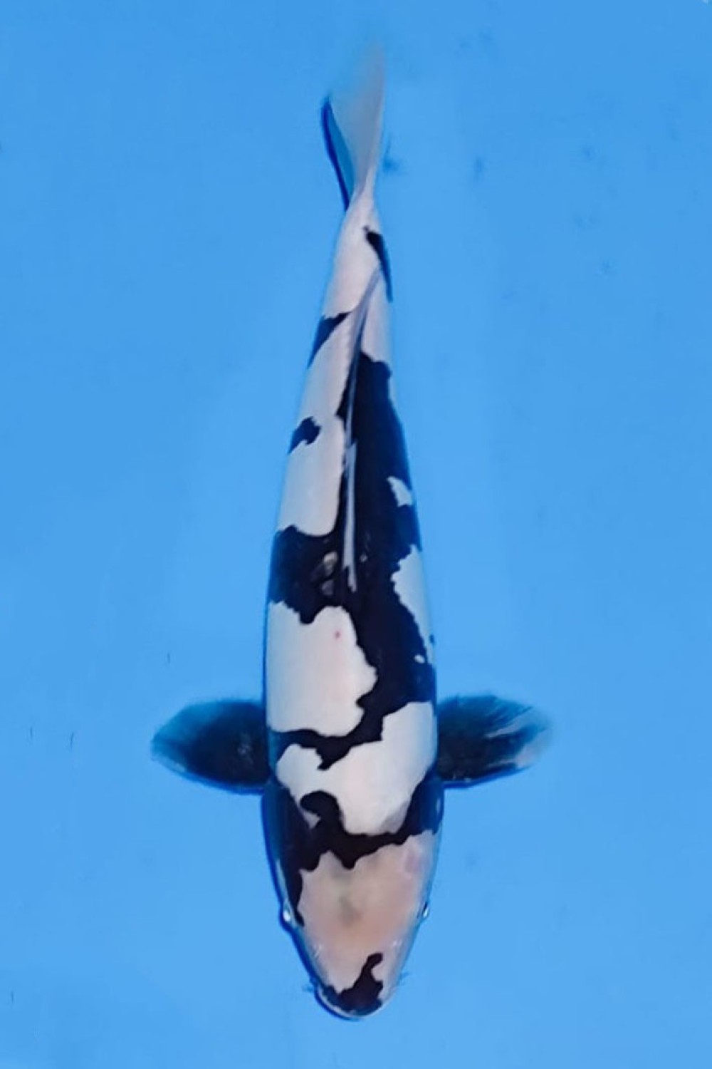 Juara 1