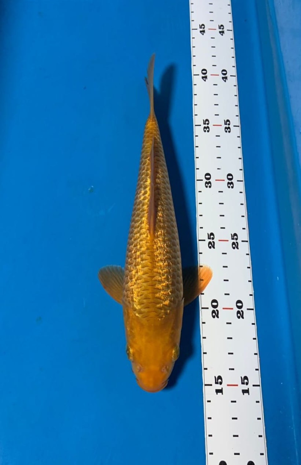 Juara 1
