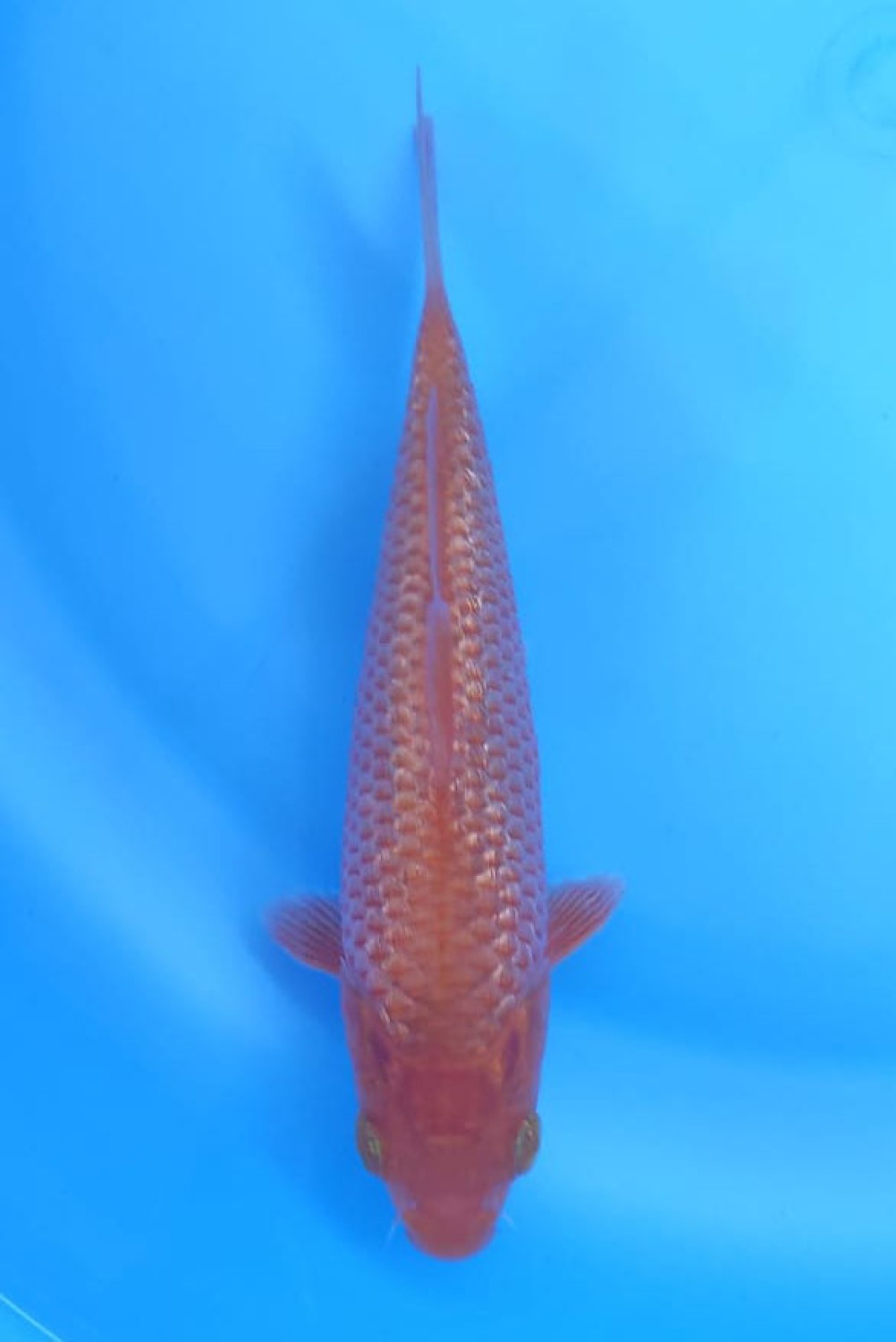 Juara 1