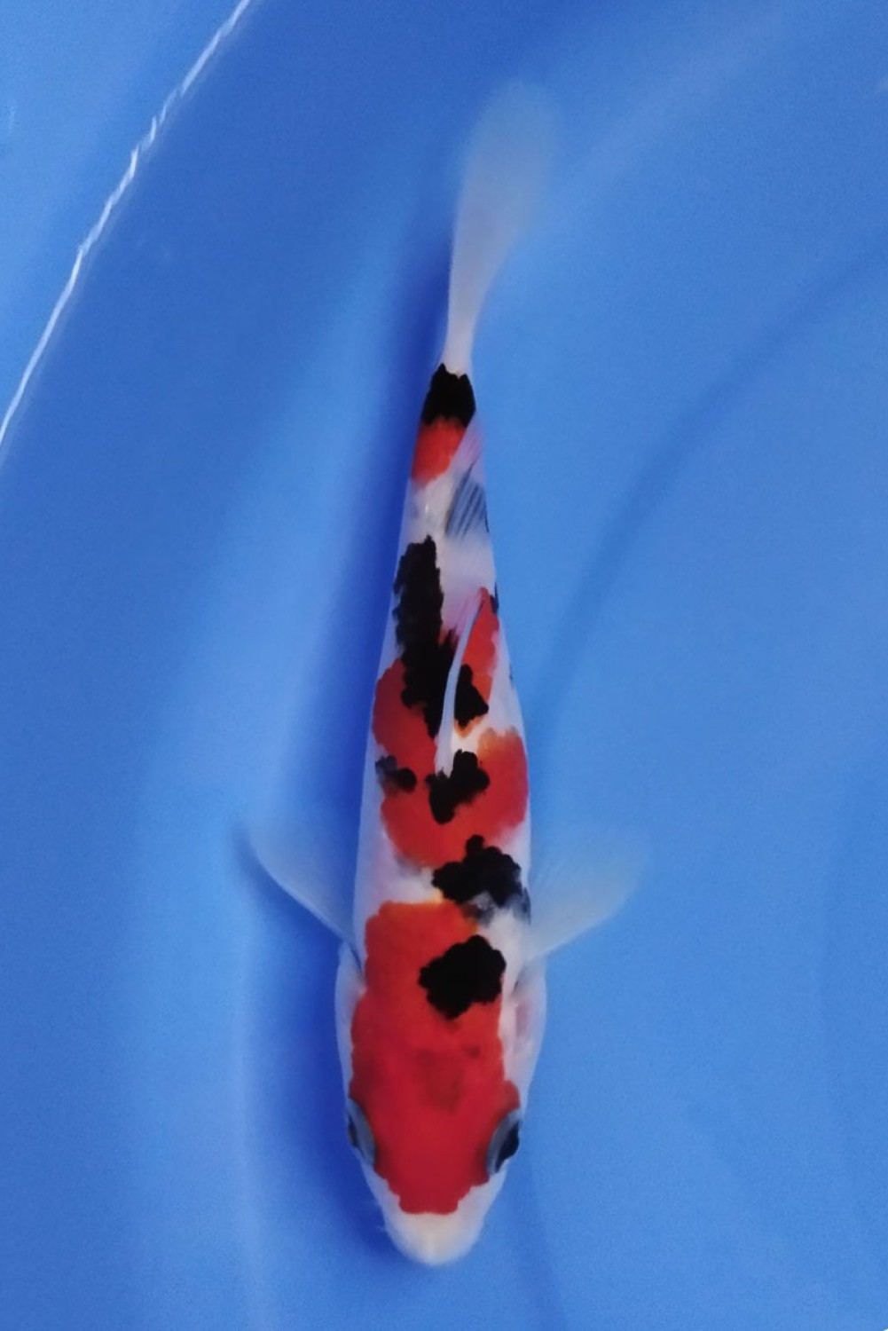 Juara 1