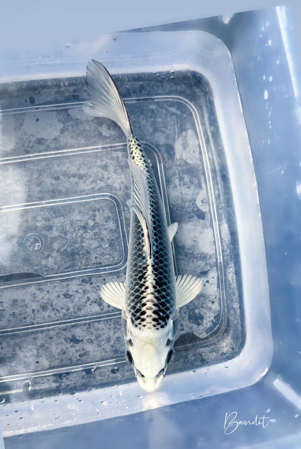 Best In Size E 16 - 20 cm
