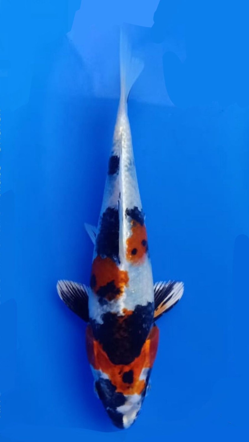 Juara 1