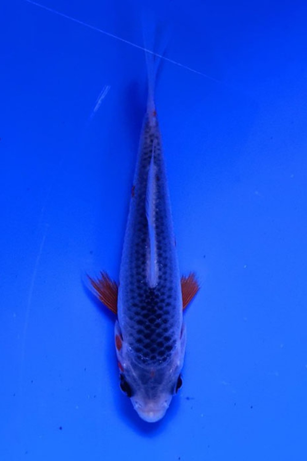 Juara 1