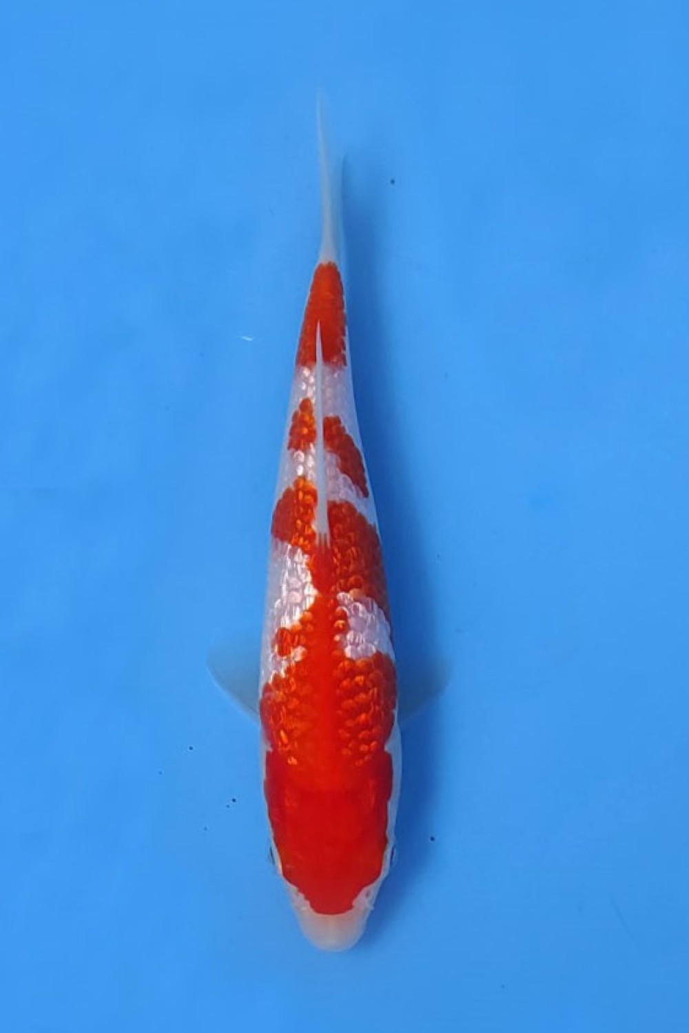Juara 4