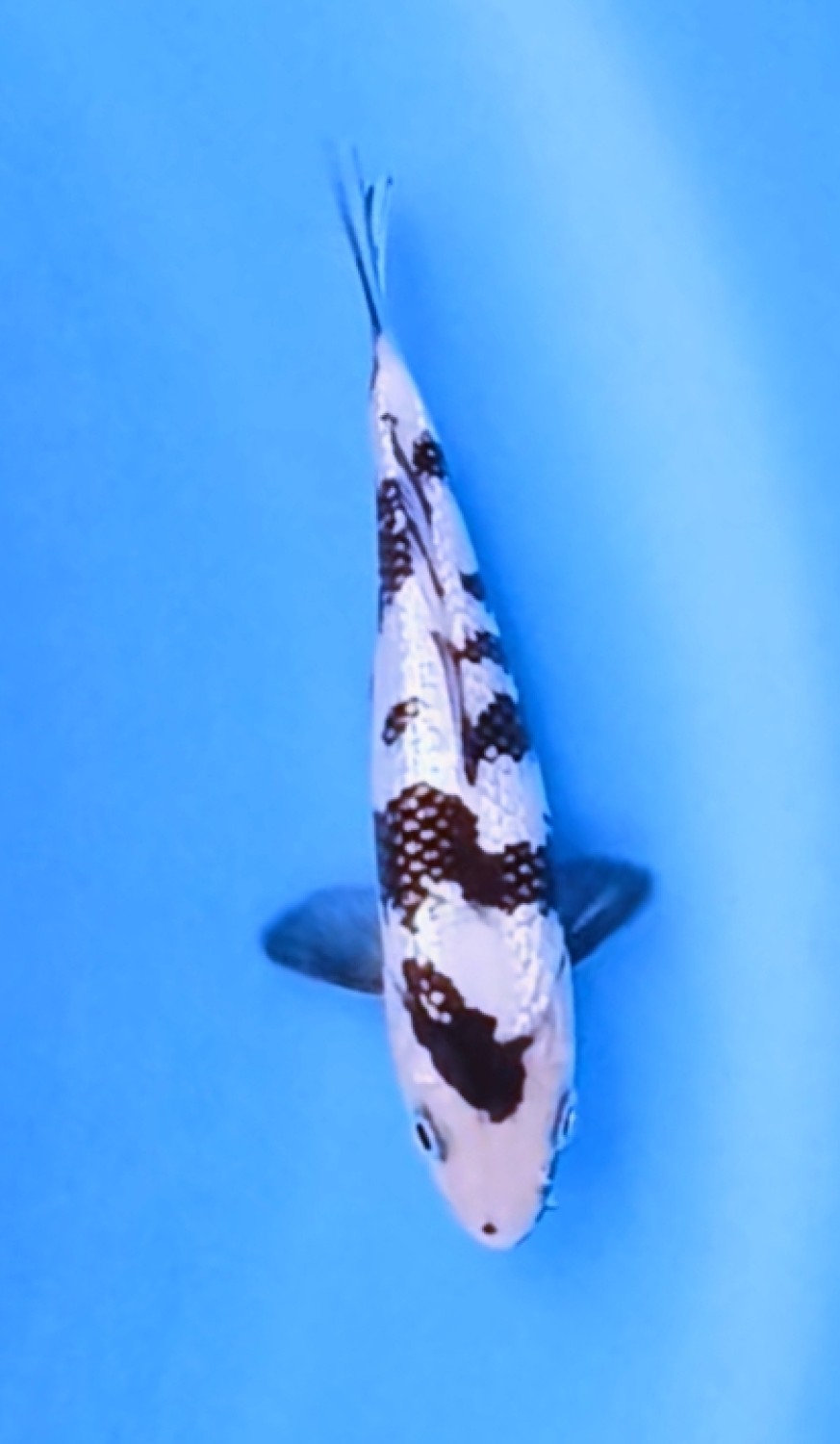 Juara 2