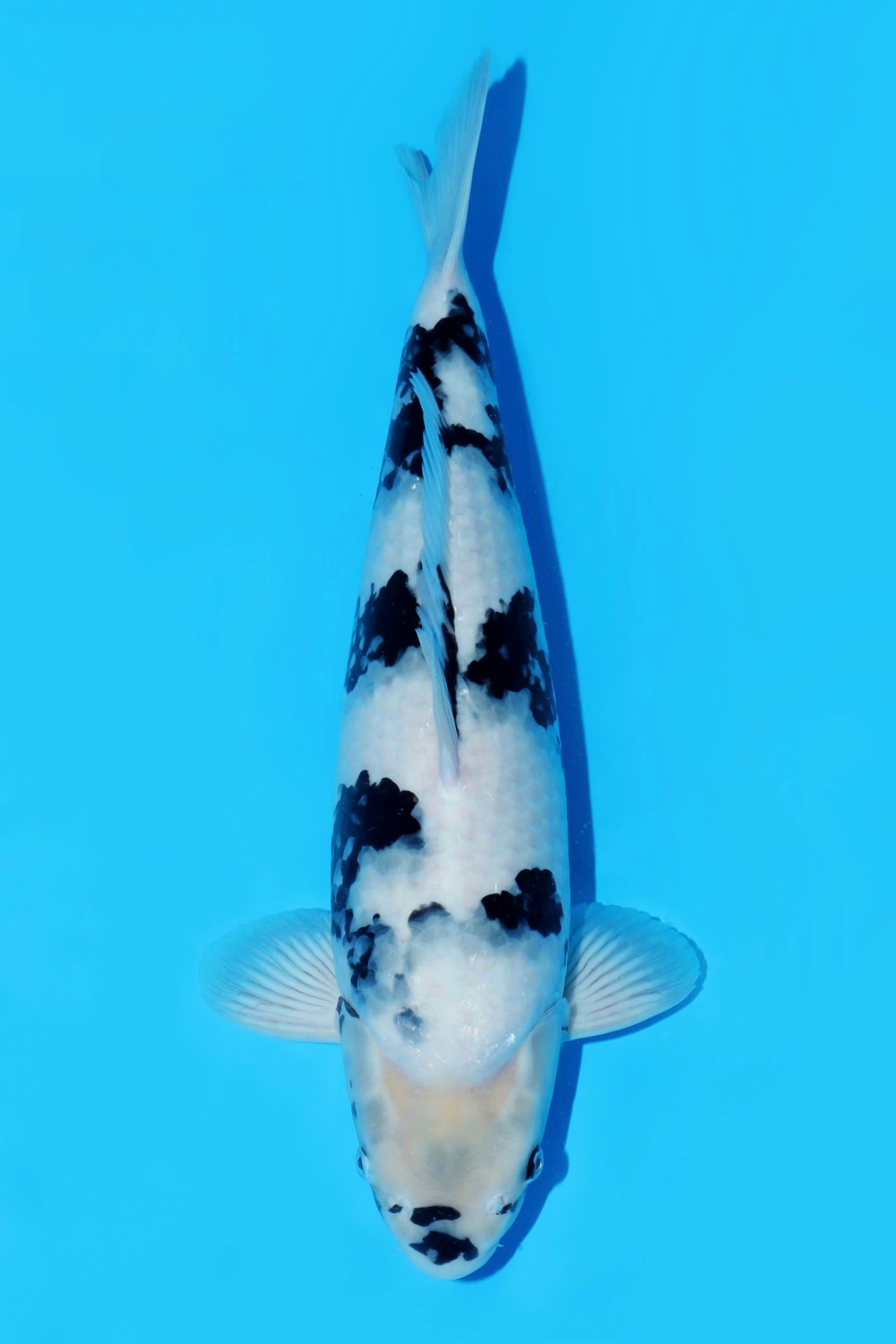 Juara 5