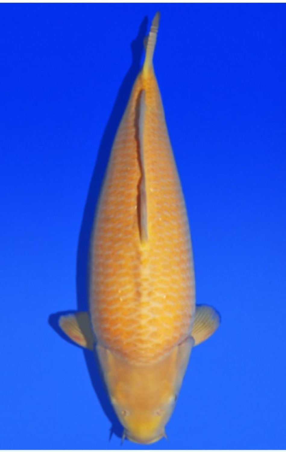 Best In Size E 61 - 65 cm