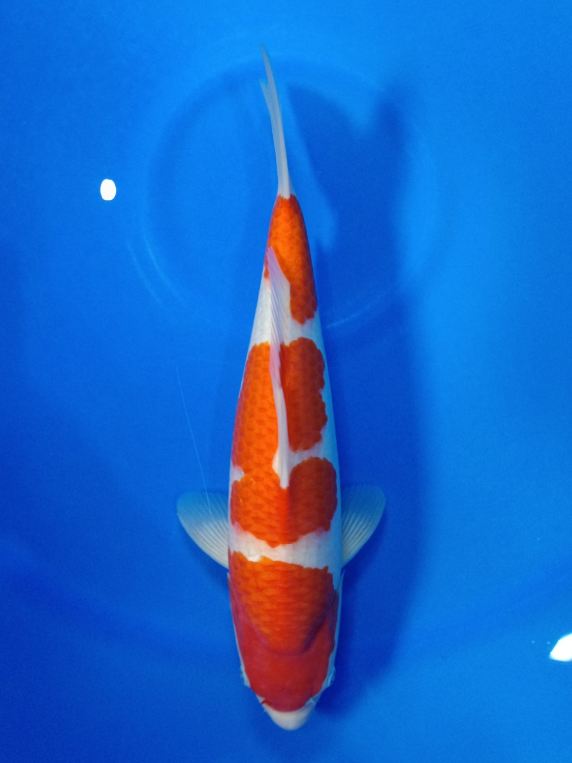 Juara 1