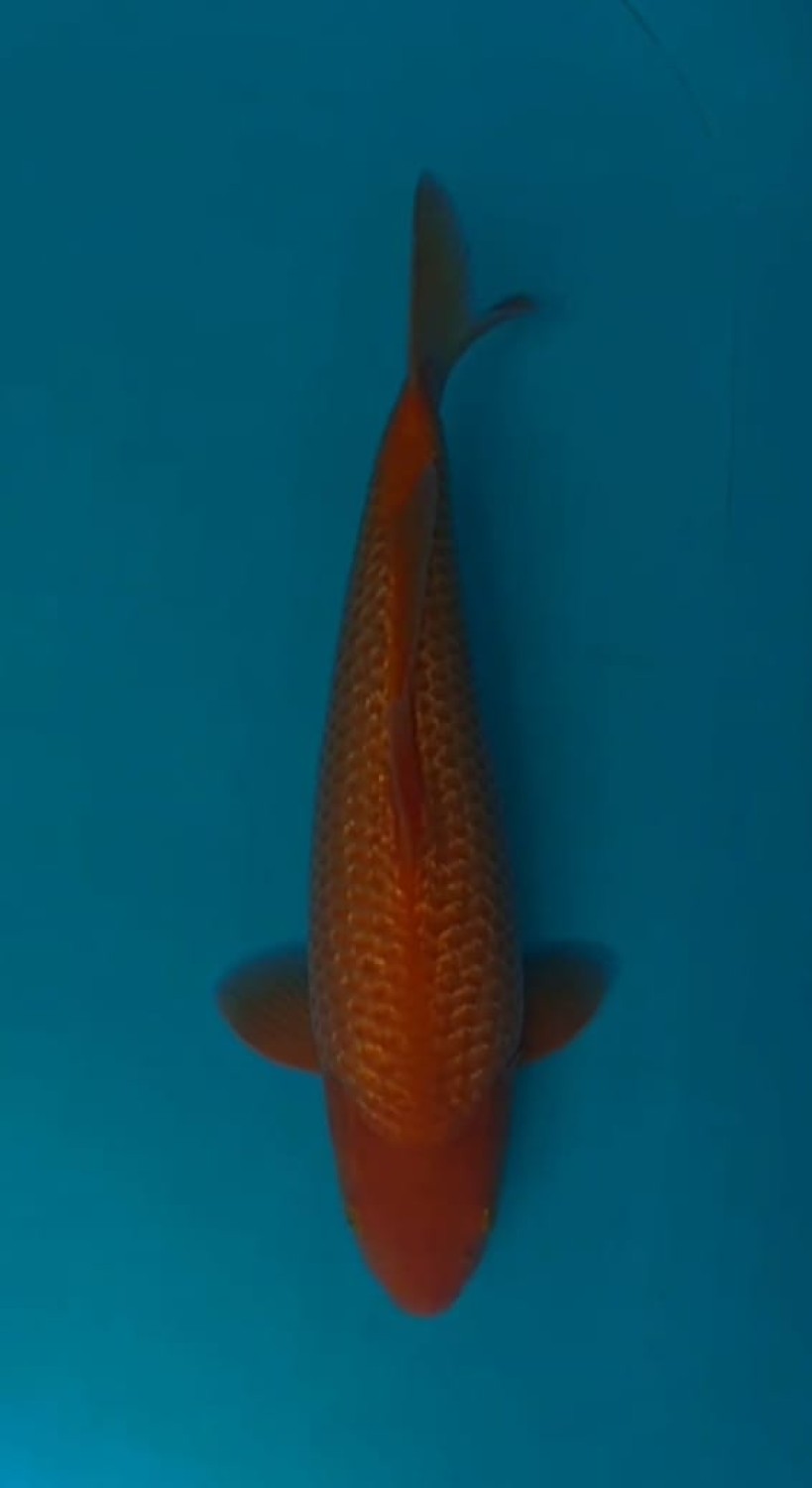 Juara 1