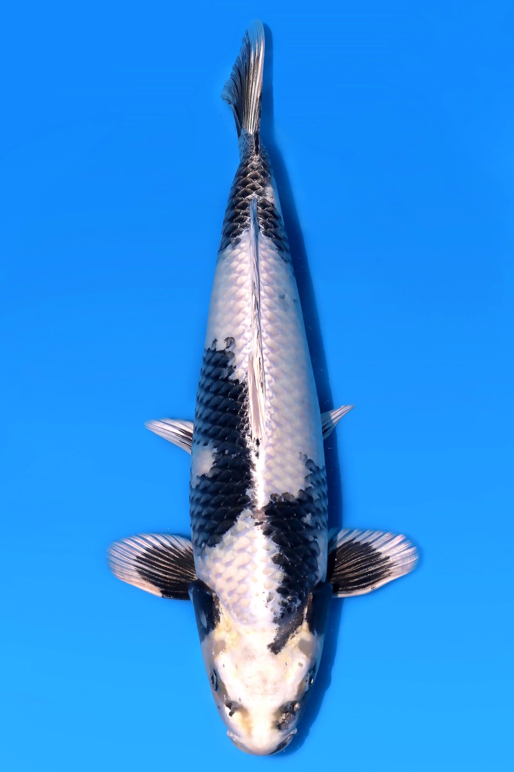 Juara 2