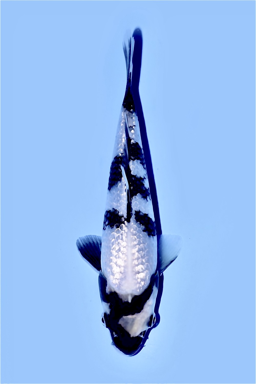 Juara 5