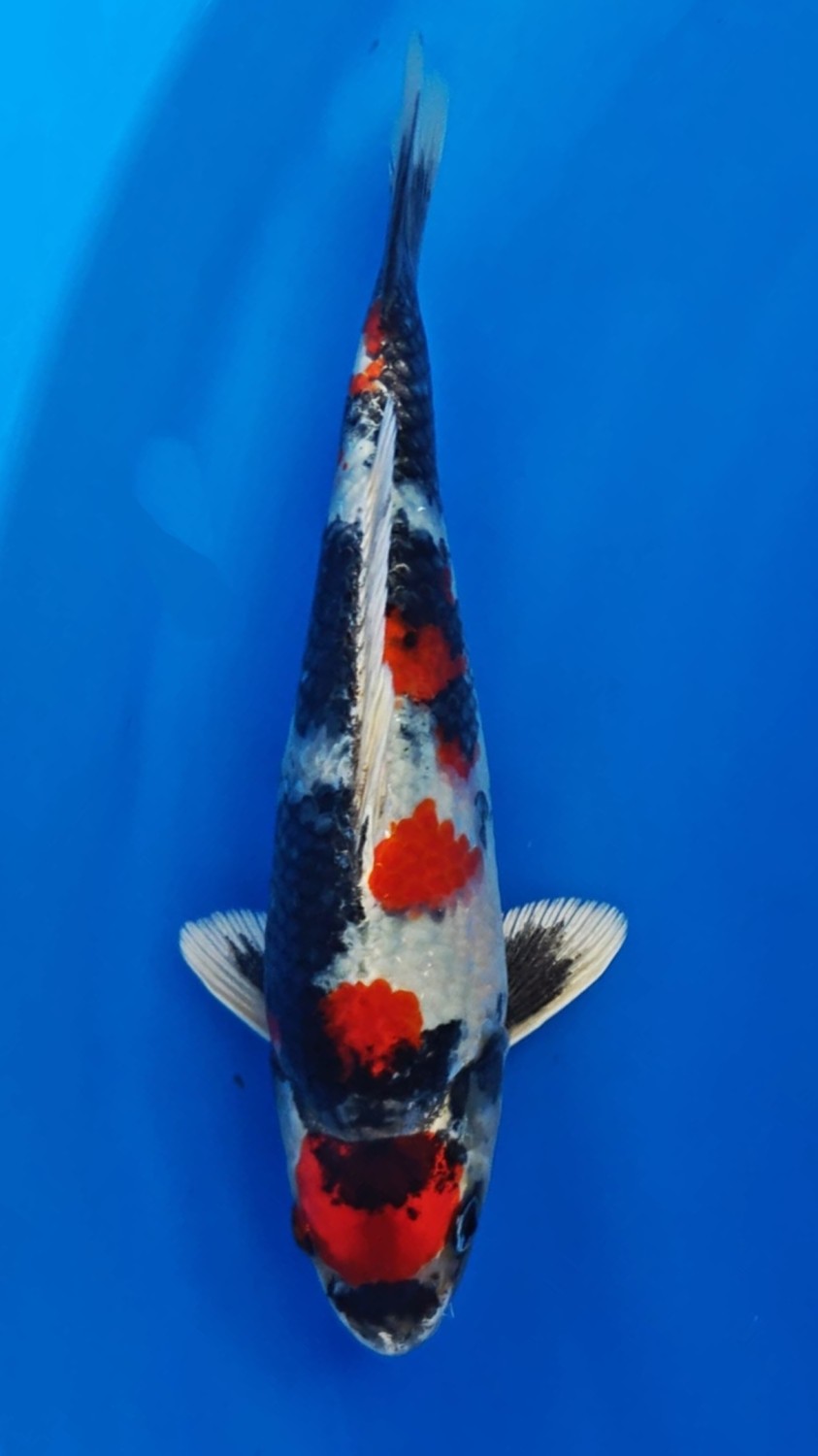 Best In Size D 21 - 25 cm