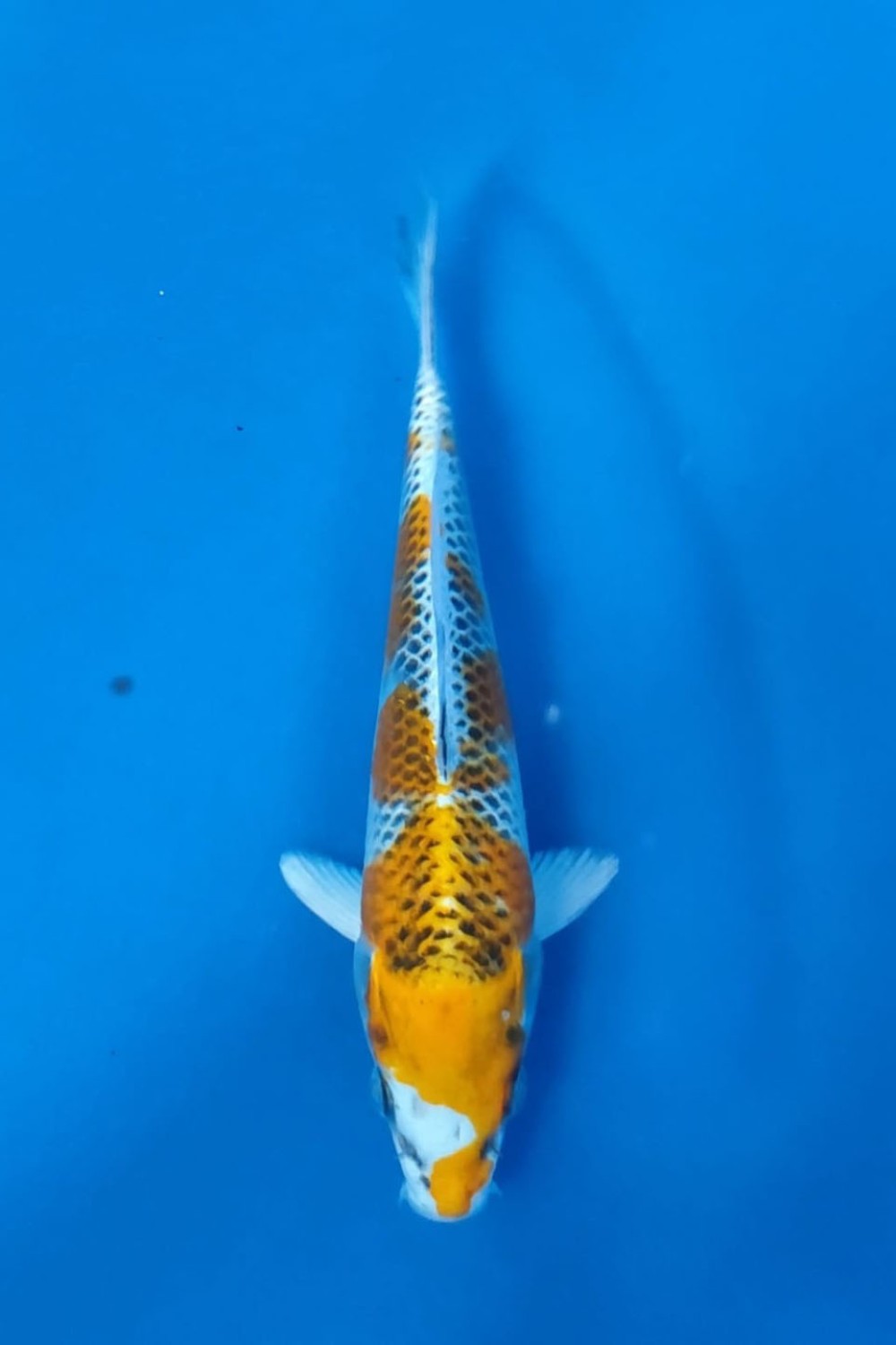 Juara 2