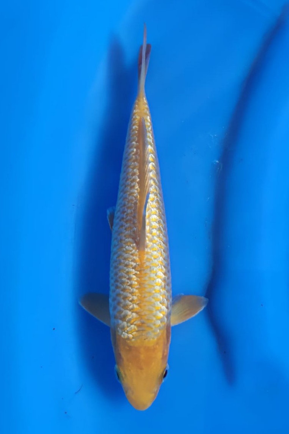 Juara 2