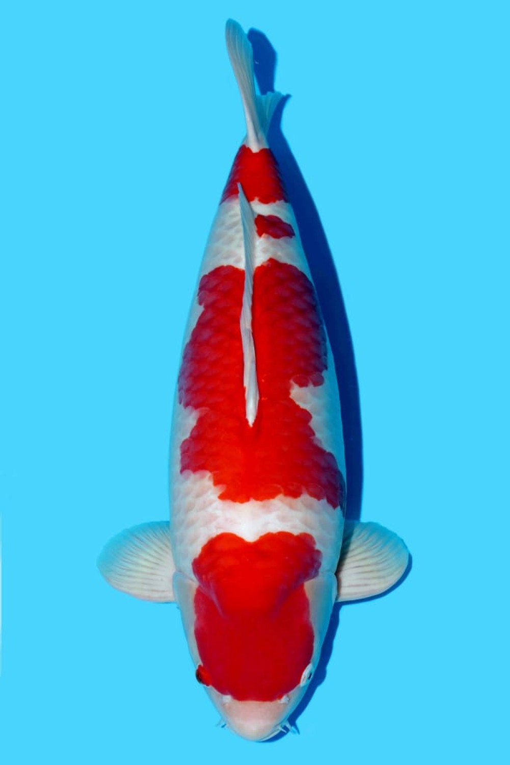 Juara 1