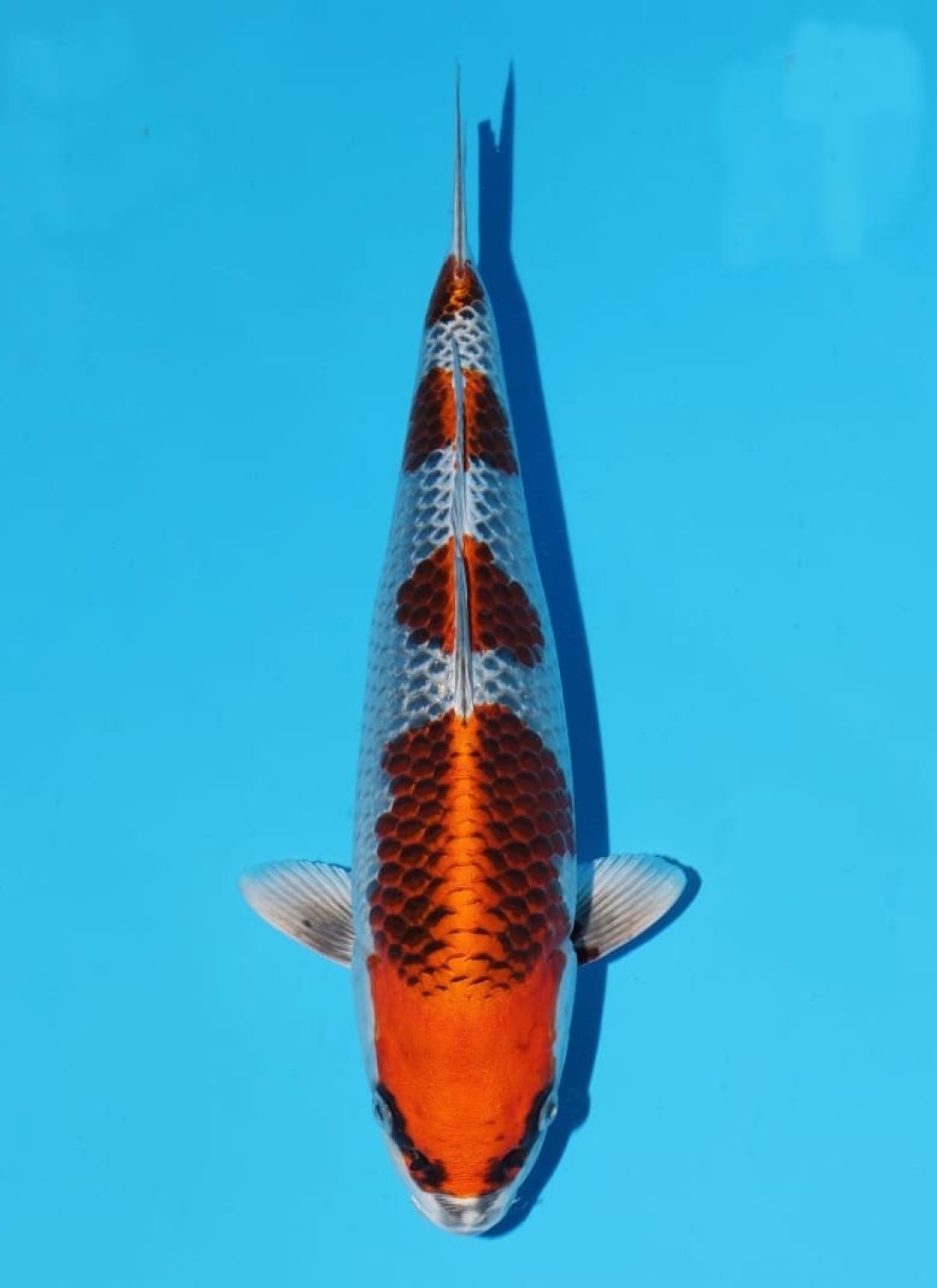 Juara 2