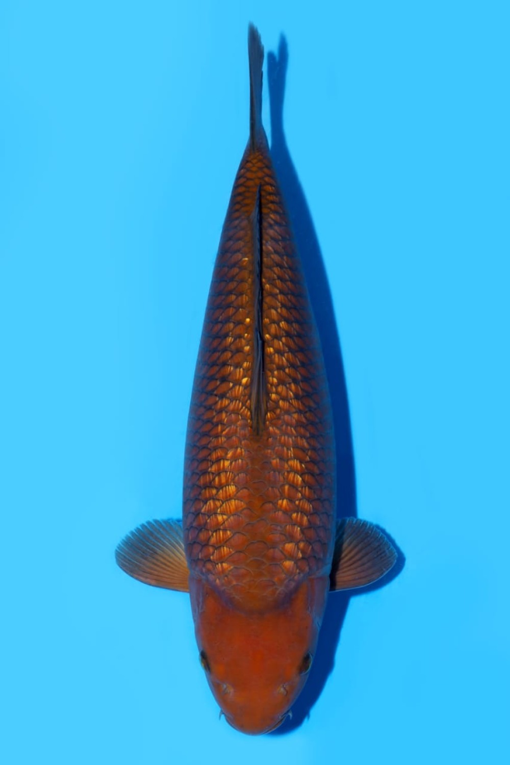 Juara 4