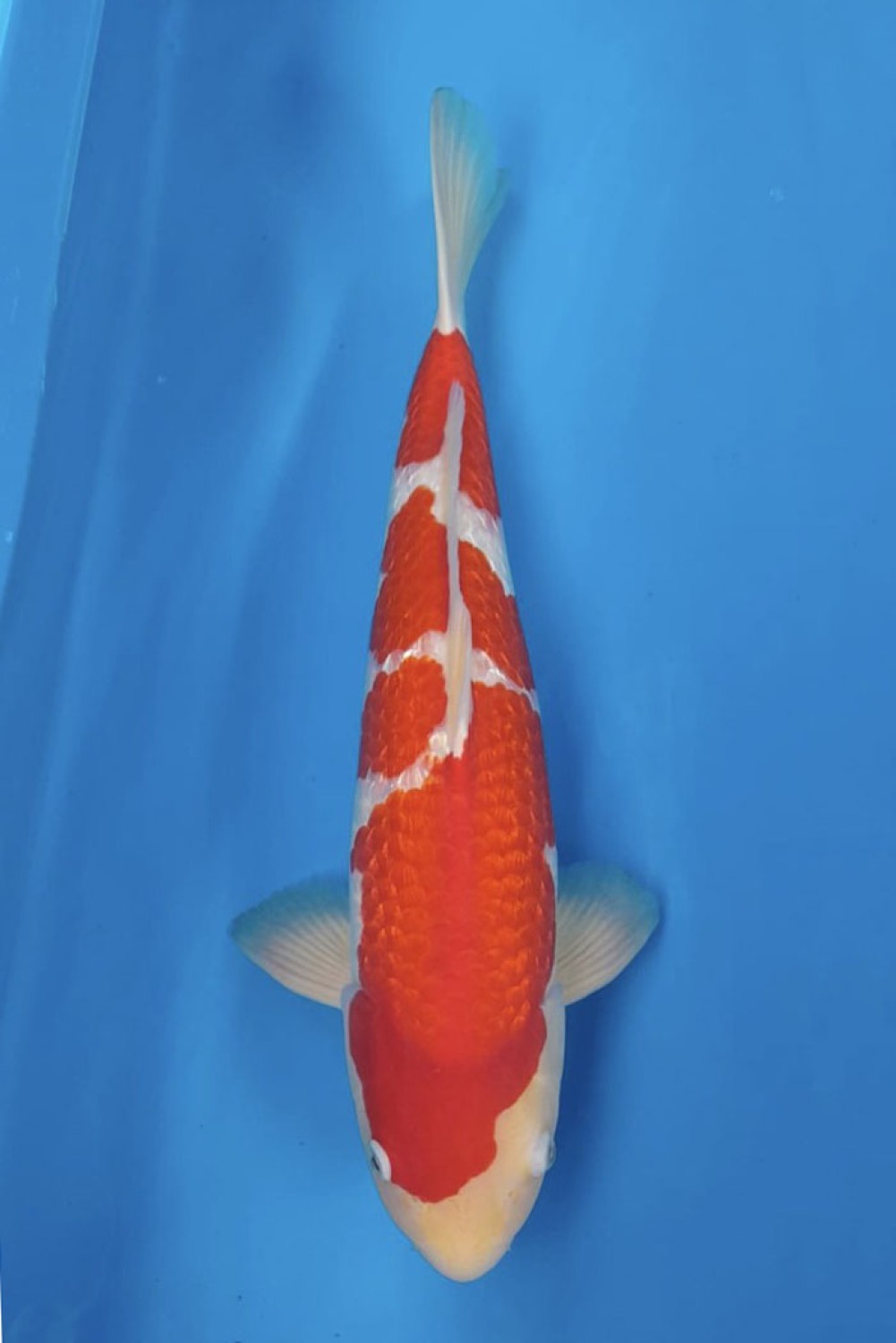 Juara 2
