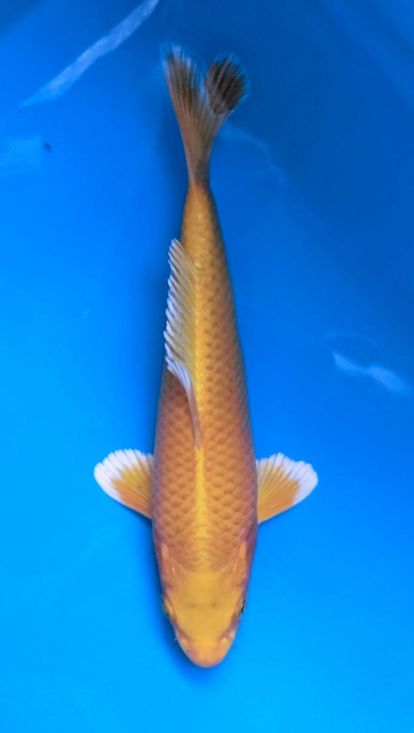 Juara 2